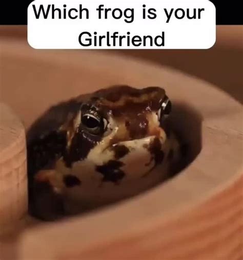 Which Frog Is Your Girlfriend Meme By EZIDF Memedroid