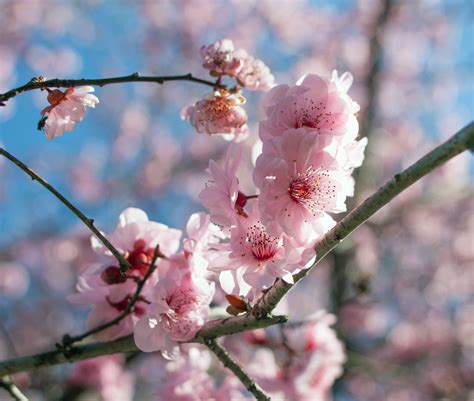 图片素材 树 科 厂 水果 花瓣 餐饮 弹簧 生产 植物群 樱花 二月 樱桃 戴维斯 花粉过敏