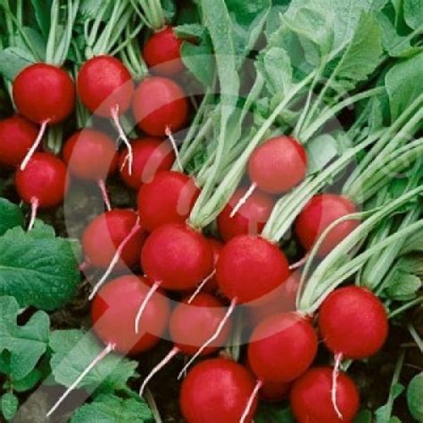 Garden Radich Cherry Belle 50 g Pieterpikzonen Nexles España