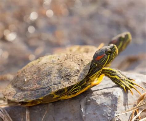 How To Sex A Red Eared Slider All Turtles