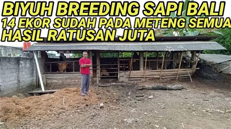 BREEDING SAPI BALI 14 EKOR HASIL RATUSAN JUTA YouTube