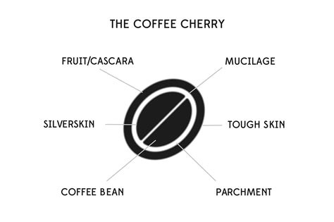 What is Coffee Processing? Journal | Origin Coffee Roasters