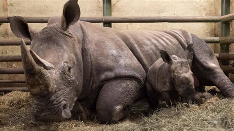 Rhino Gestation Period Kartname