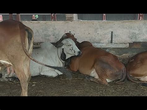 Live All Gir Gau Taking Rest At Aryaman Gir Gaushala YouTube