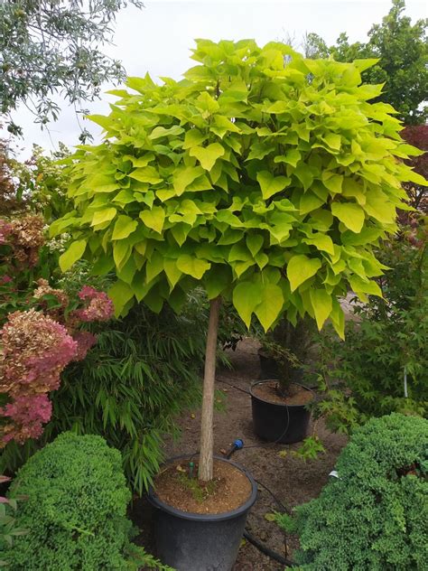 Catalpa Bignonioides Nana Kugel Trompetenbaum Gartenfachbetrieb