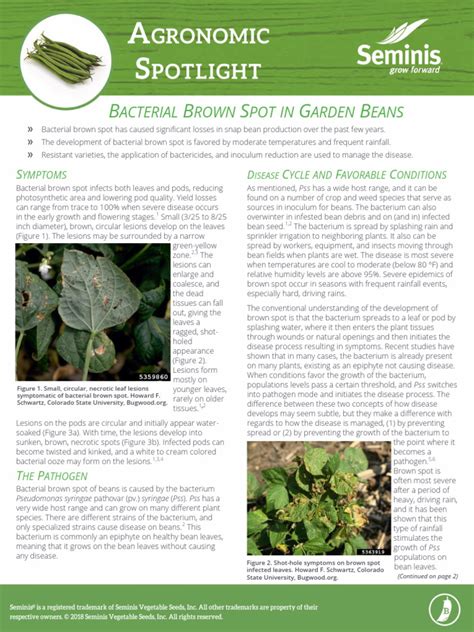 Bean Bean | PDF | Bacteria | Plant Pathology