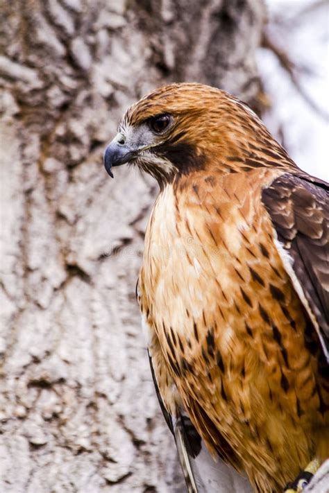 Red Tail Hawk In Winter Setting Stock Photo Image Of Hunter Buteo