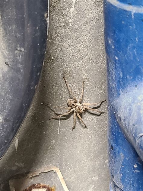 Here Are Some Spiders I Found While Working Outside In Southern Nevada