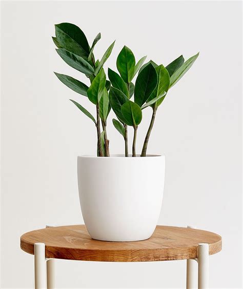 Zz Plant White Pot Thuem Garden Plant