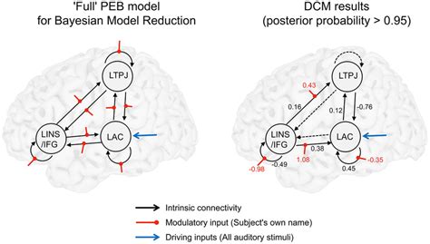 The Modulatory Effect Of SON On Effective Connectivity A A Scheme Of