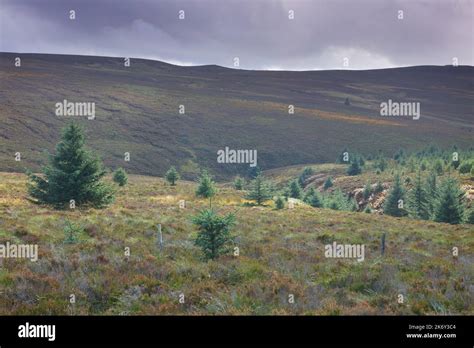Saplings Growing On The Edge Of Keilder Forest Northumberland England