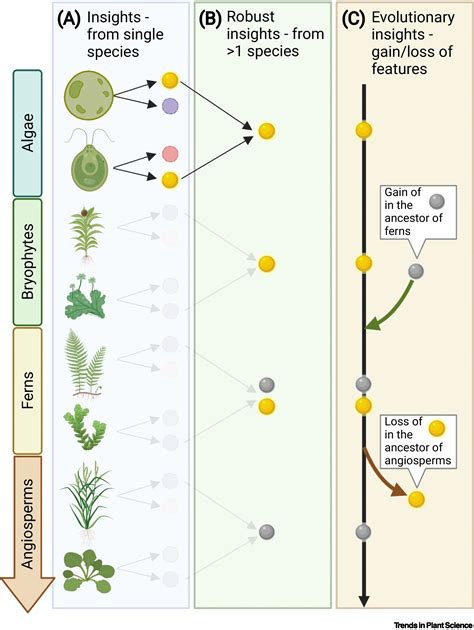 Toward Kingdom Wide Analyses Of Gene Expression Trends In Plant Science