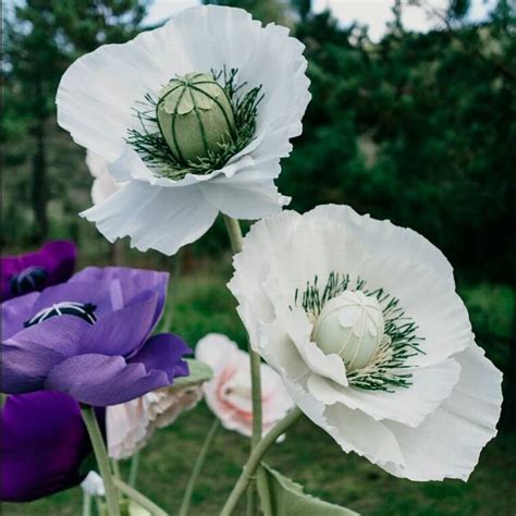 Giant Paper Poppy Large Poppy Poppy Flowers Large Flowers Etsy