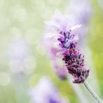 Lavender Flower Close-up Free Stock Photo - Public Domain Pictures