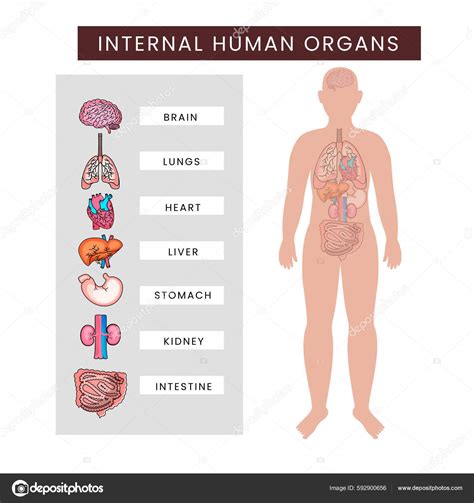 Human Body Internal Organs Infographics White Background Vektor Av