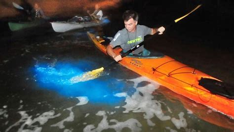 Bioluminescence Tour Glow Photos Algae That Emits Light At Night