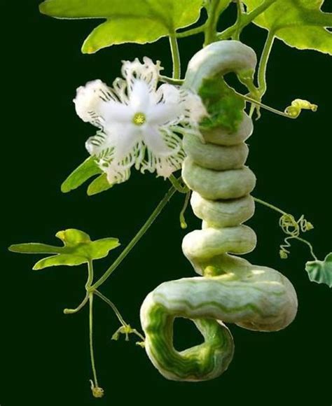 Snake Gourd Plant - SAM Vegetable