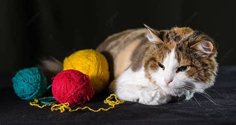 Kucing Triwarna Merangkul Seikat Benang Dalam Warna Kuning Merah Dan