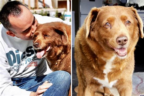 Il Cane Pi Anziano Del Mondo Muore A Anni Pet E Pop