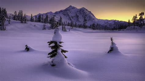 Fond d écran des arbres le coucher du soleil neige hiver du froid