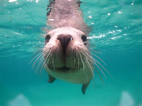 Free Photo Australian Sea Lion Australia Australian Large Free