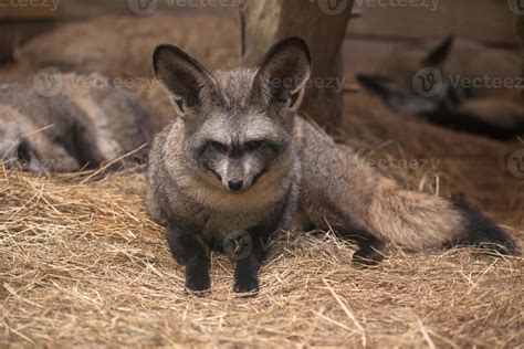 bat eared fox 10712579 Stock Photo at Vecteezy