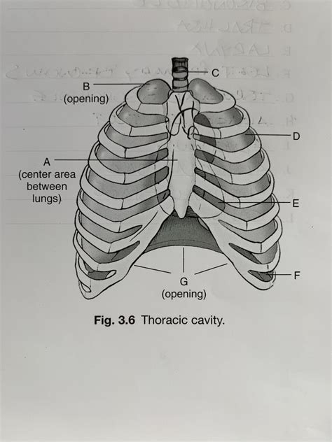 Merrill S Chapter 3 Thoracic Cavity Diagram Quizlet