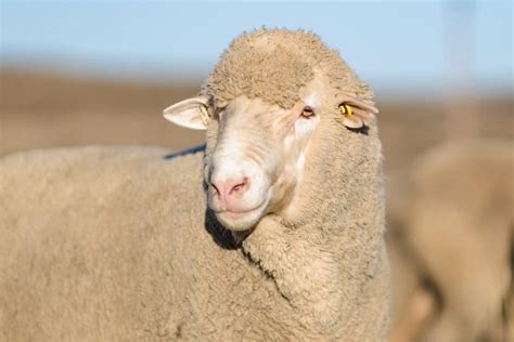 Dié Skaapstelsel Kry Meer Uit Elke Pond Vleis én Wol Agriorbit