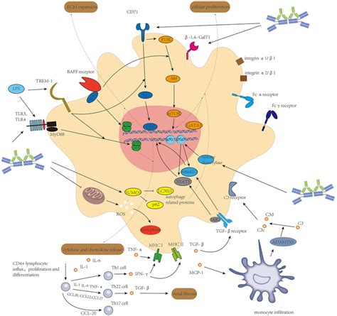 FIGURE TNF α TGF β Ang II and micro RNAs from mesangial cells and