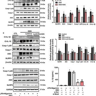 Dsc Inhibits The Activation Of Nlrp Inflammasome In Vivo And In Vitro