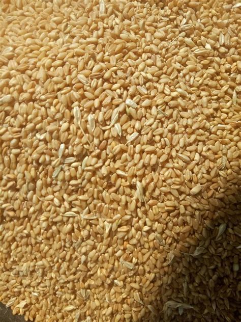 Golden 100 Kg Wheat At Rs 18 Kg In Mehkar ID 2849147256633