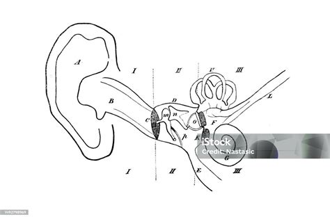 Human Ear Diagram Stock Illustration Download Image Now Ear Canal 19th Century Style