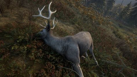 Blacktail Deer | TheHunter: Call of the Wild Wiki | Fandom | Deer species, Deer, Call of the wild