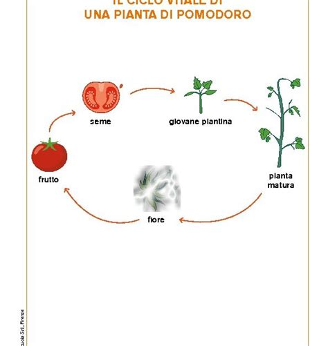 Il Ciclo Vitale Di Una Pianta Di Pomodoro Giunti Scuola