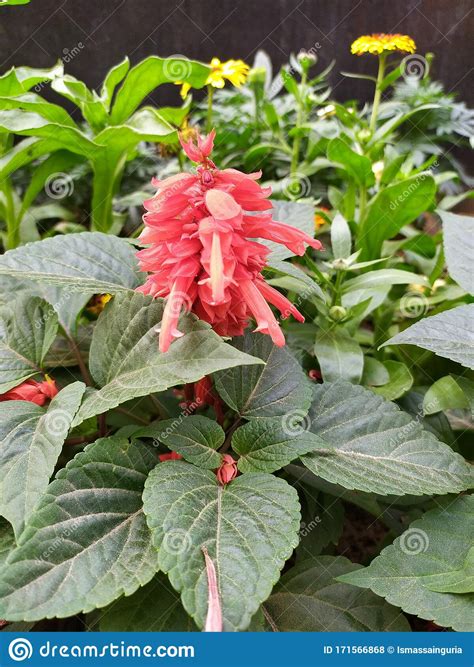 Nature Lovers, Flowers Feeds,Song of Praise Stock Photo - Image of