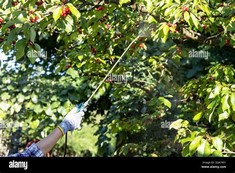 Spraying Fruit Tree With Homemade Organic Pesticide Or Insecticide