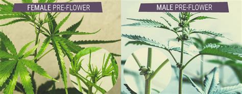 Comprendre Le Cannabis Mâle Femelle Et Hermaphrodite Rqs Blog