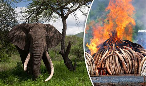 Elephants Are On The Brink Of Extinction Wildlife Experts Warn About