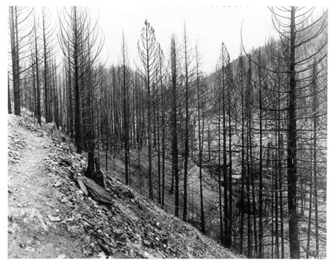 1910 Fires Forest History Society