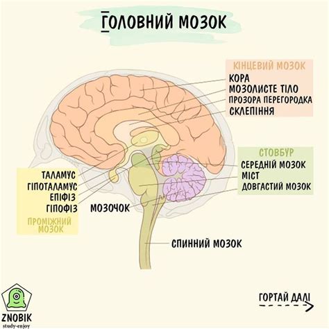 ЗНО БІОЛОГІЯ | 𝗭𝗡𝗢𝗕𝗜𝗞.𝗘𝗗 on Instagram: “Сьогодні більш широко ...