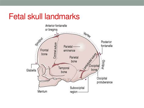 Ppt Chapter 7 The Fetus Powerpoint Presentation Free Download Id 9604526