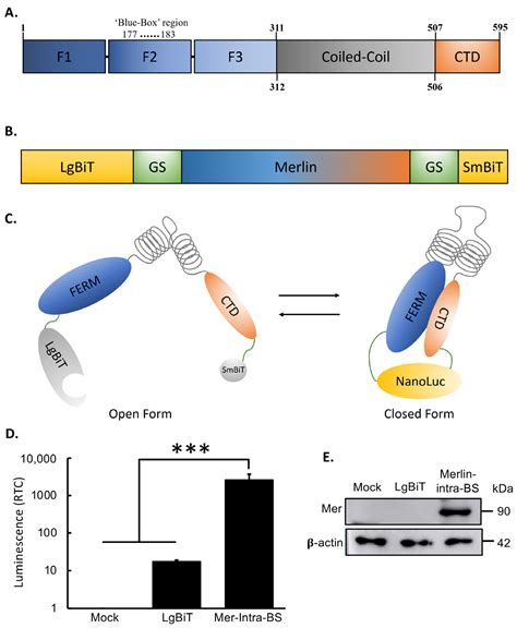 Ijms Free Full Text Development Of Novel Bioluminescent Biosensors