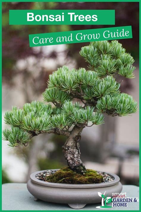 How To Grow Bonsai Trees Care Guide For Beginners How To Grow Bonsai Bonsai Tree Bonsai