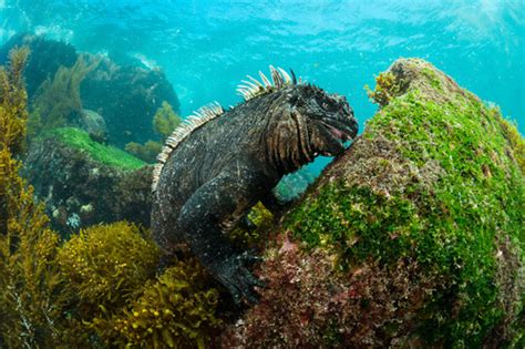 Fernandina Marine Iguana Subspecies Amblyrhynchus Cristatus Cristatus