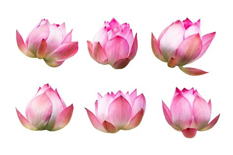 Premium Photo Pink Lotus Flower Isolated On White Background