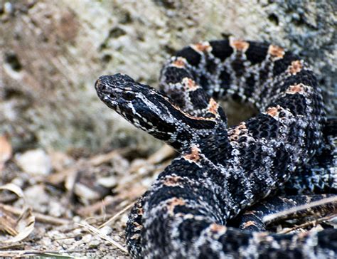 Dusky Pygmy Rattlesnake Lehigh Valley Zoo