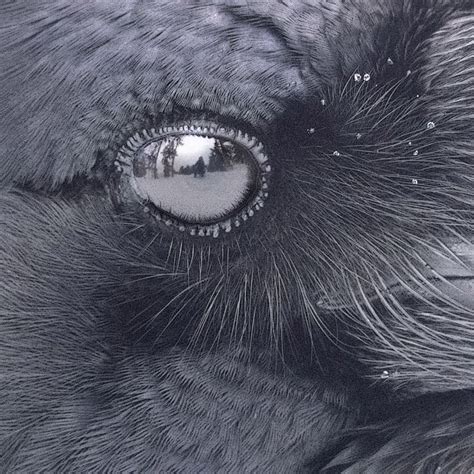 In the Eye of a Raven Detailed Close up With Artist Reflected in Raven ...