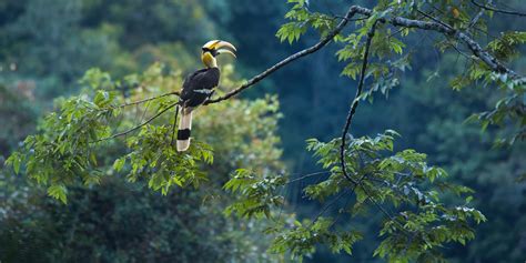 Tours In Kaeng Krachan National Park By Tontan Travel Wildlife Tours