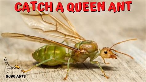 How To Catch A Queen Ant Ant Keeping Tips Queen Ant Youtube