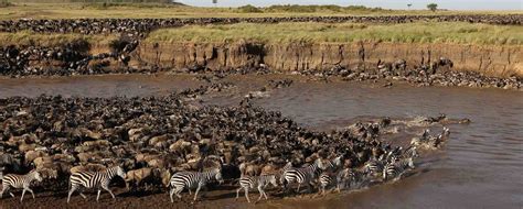 tanzania-wildebeest-migration-river-crossing | Tanzania Safari Supremacy